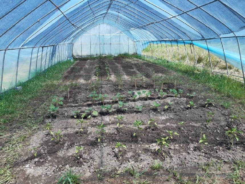 비닐하우스 안에 푸른 새싹들이 자라고 있다.